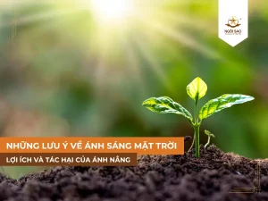 Những lưu ý và tác động của ánh nắng mặt trời