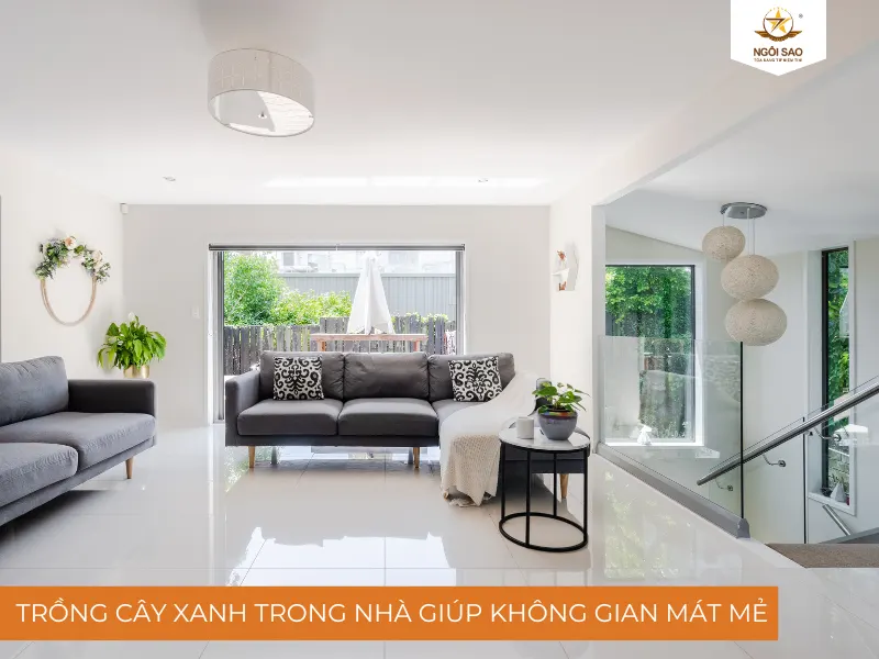 Trồng cây xanh trong nhà 